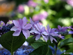 紫陽花25-⑨