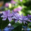 紫陽花25-⑨