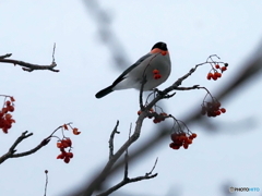ウソ29