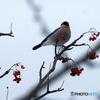 ウソ29