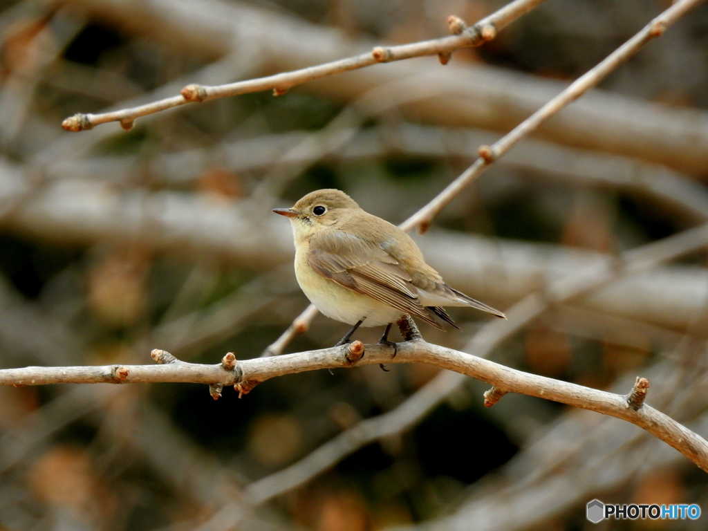 ニシオジロビタキ01