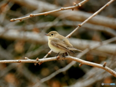 ニシオジロビタキ01