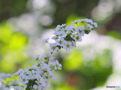 雪柳21-②
