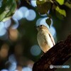 キビタキ125