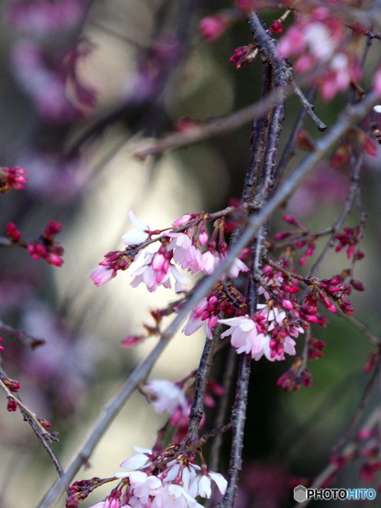 枝垂桜23-①