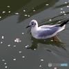 ユリカモメ38