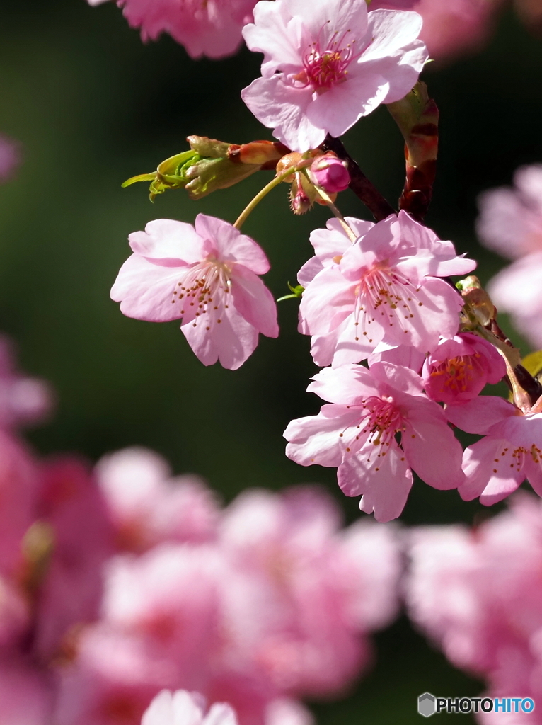 河津桜24-①