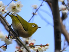 春メジロ26
