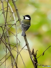 シジュウカラ397