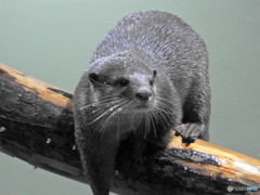 カワウソ