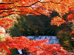紅葉06