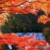 紅葉06