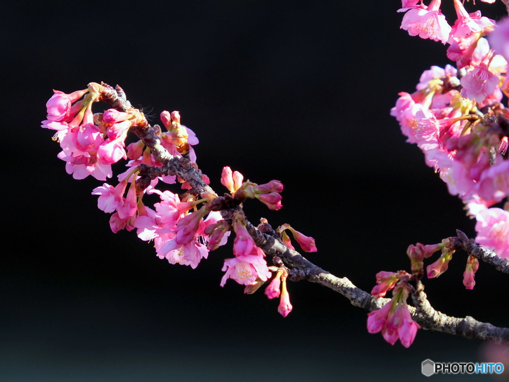 緋寒桜22-①