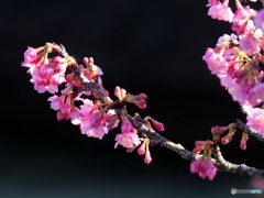 緋寒桜22-①