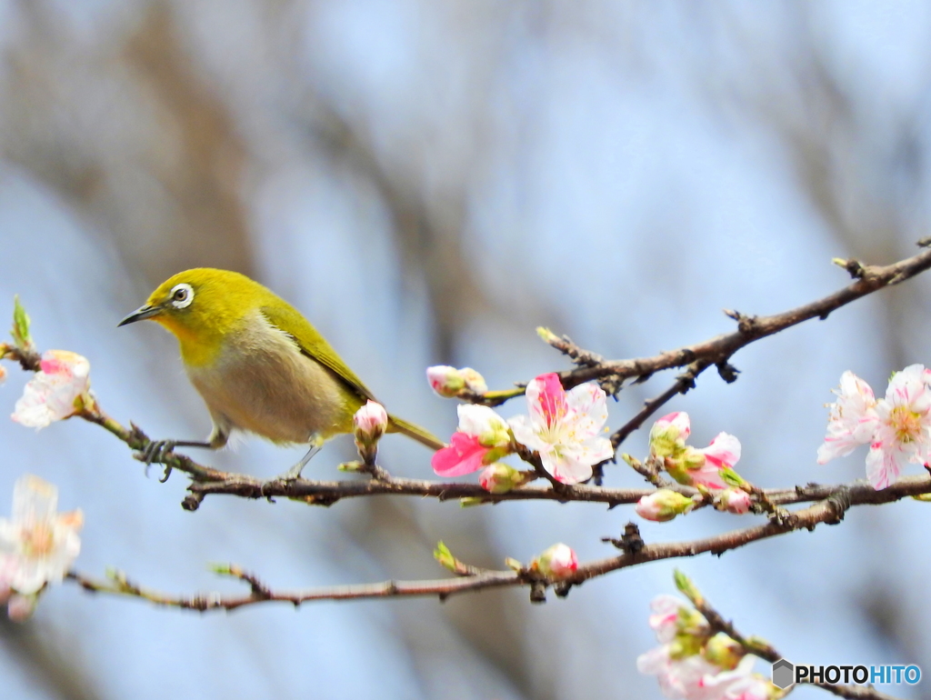春メジロ93