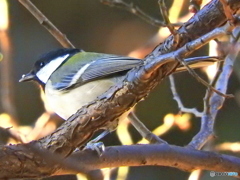 シジュウカラ22