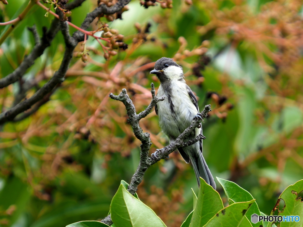 シジュウカラ330