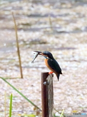 カワセミ596