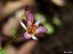 ホトトギス25-①