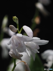 白花紫蘭23-①