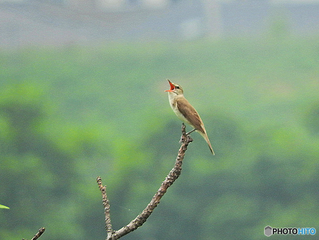オオヨシキリ21
