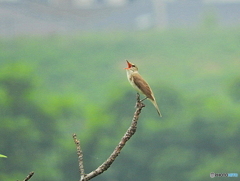 オオヨシキリ21