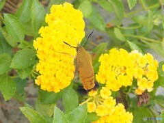 リュウキュウオオスカシバ24-①