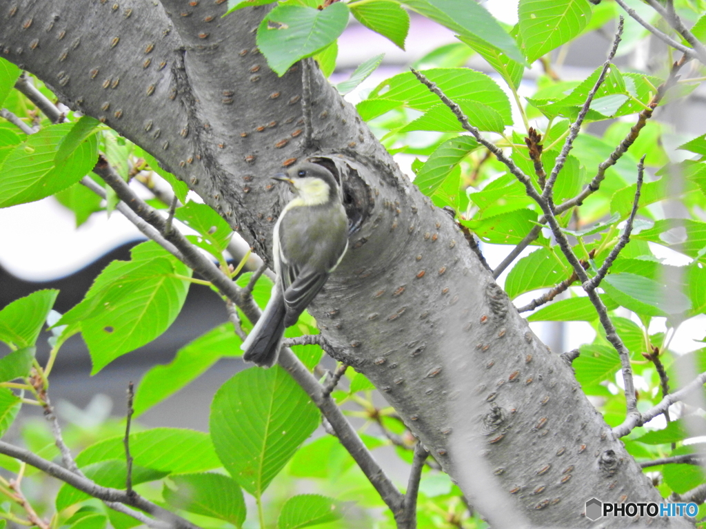 シジュウカラ48
