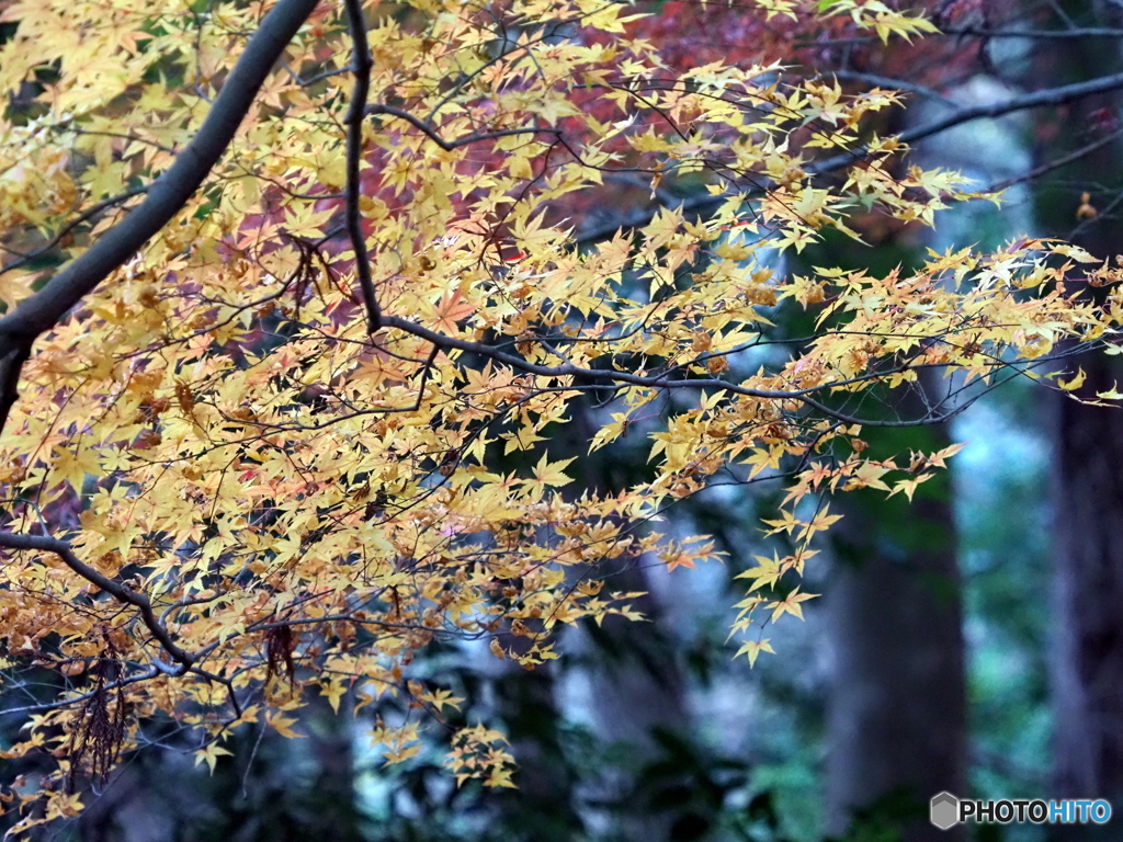 紅葉21-24