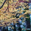紅葉21-24
