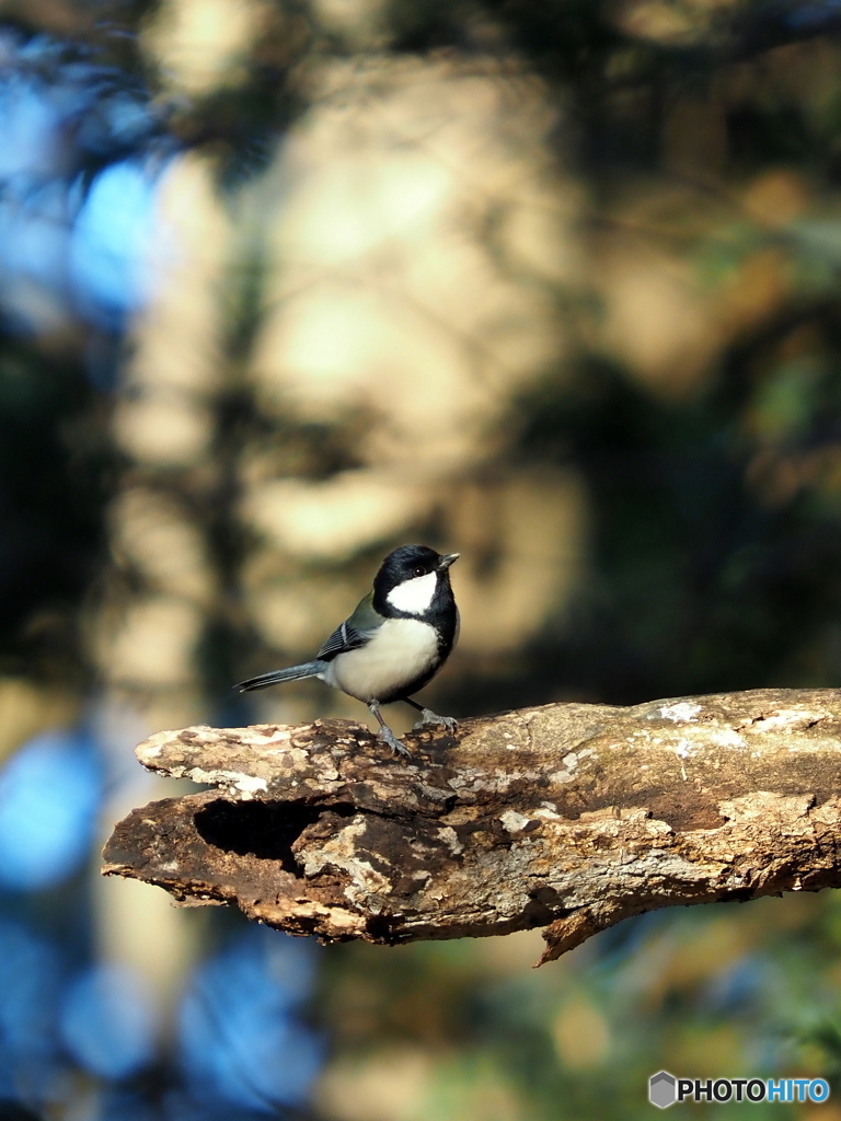 シジュウカラ270