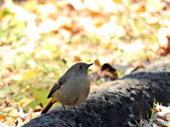 ジョウビタキ35