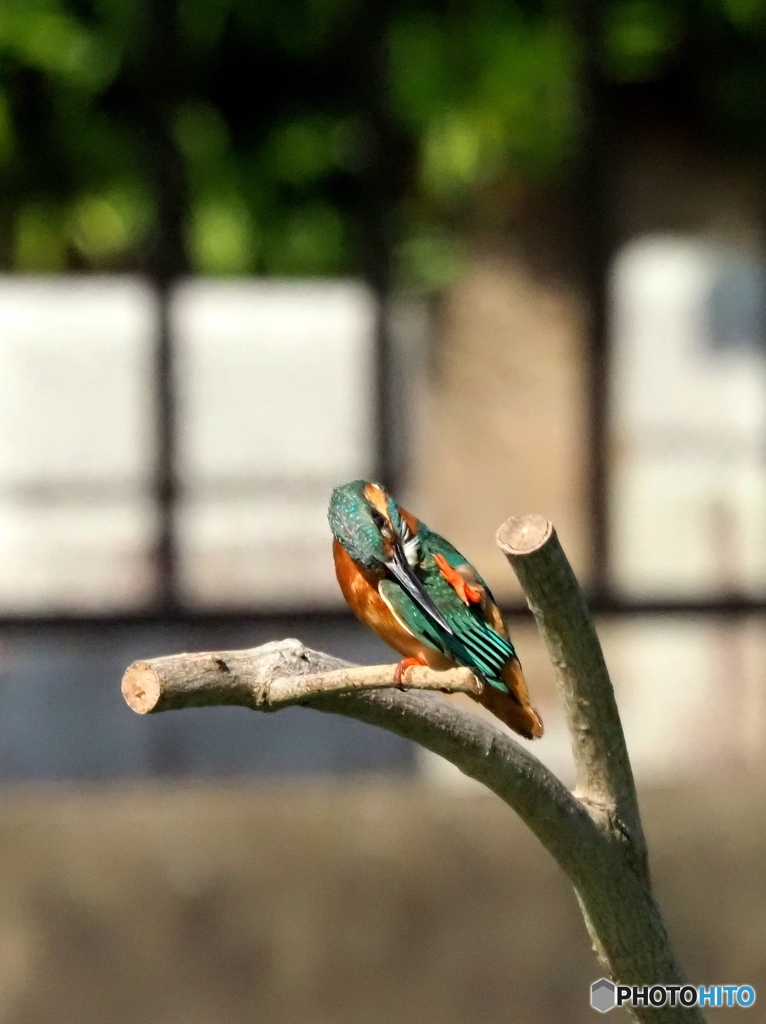 カワセミ606