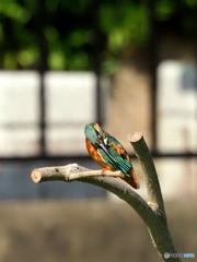 カワセミ606
