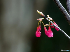 寒緋桜24-①