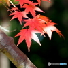 紅葉20-10