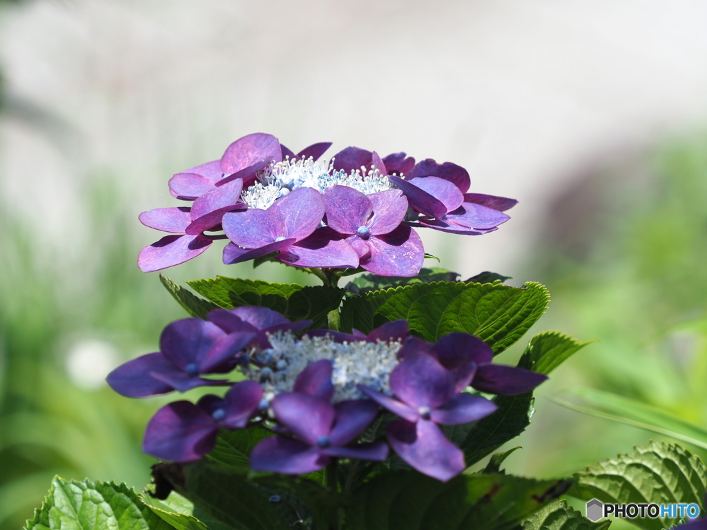 紫陽花23-15