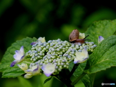 紫陽花21-④