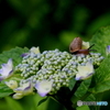 紫陽花21-④