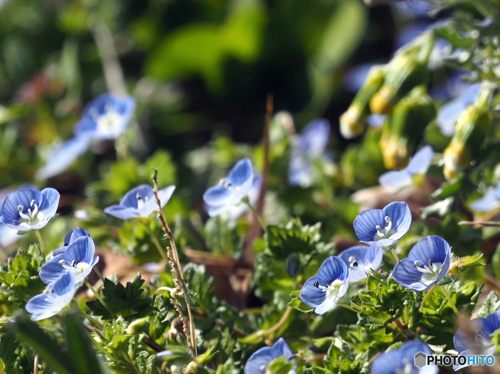 オオイヌノフグリ24-②