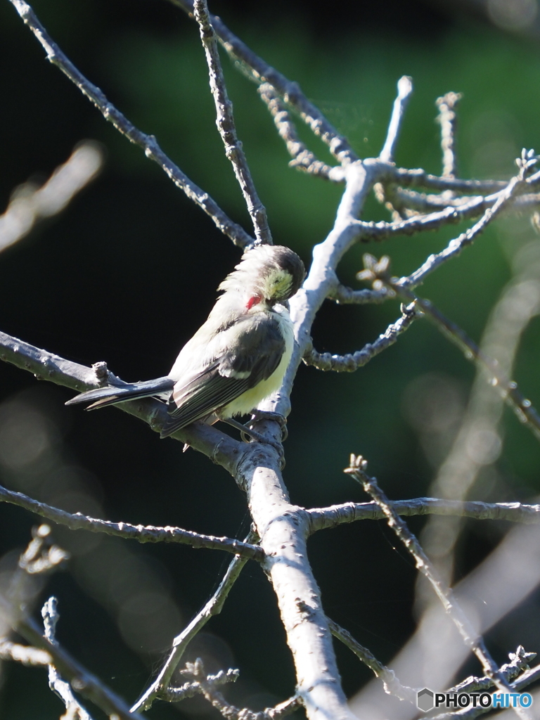 シジュウカラ295