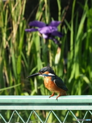 カワセミ603