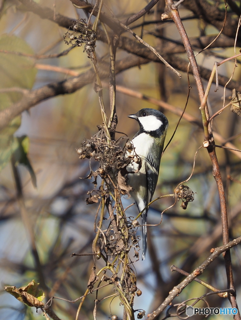 シジュウカラ303