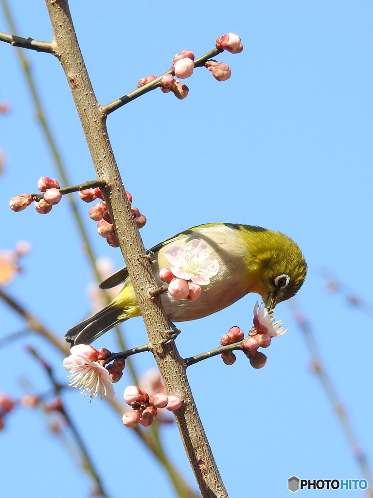 春メジロ144