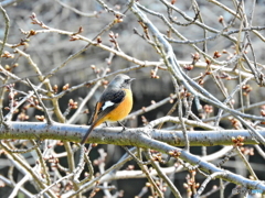 ジョウビタキ38