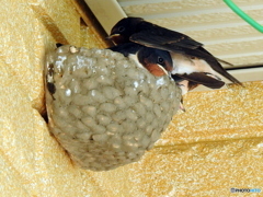 ツバメ32