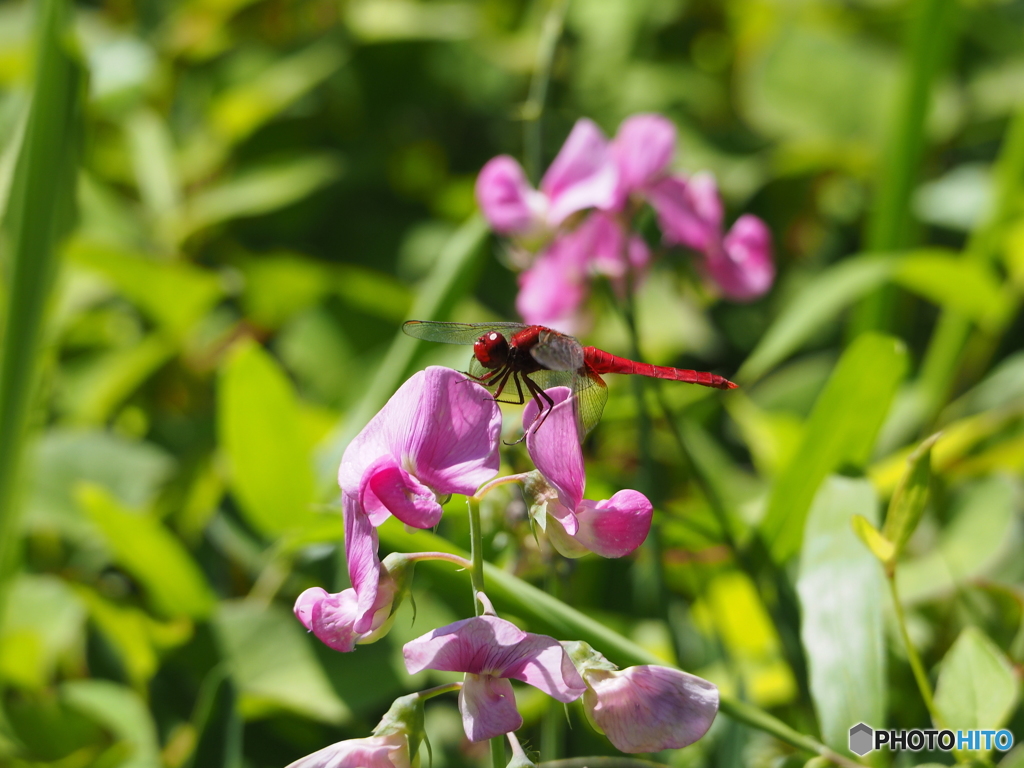 花とトンボ19-③