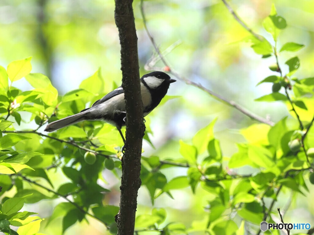 シジュウカラ350