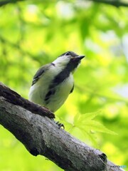 シジュウカラ288