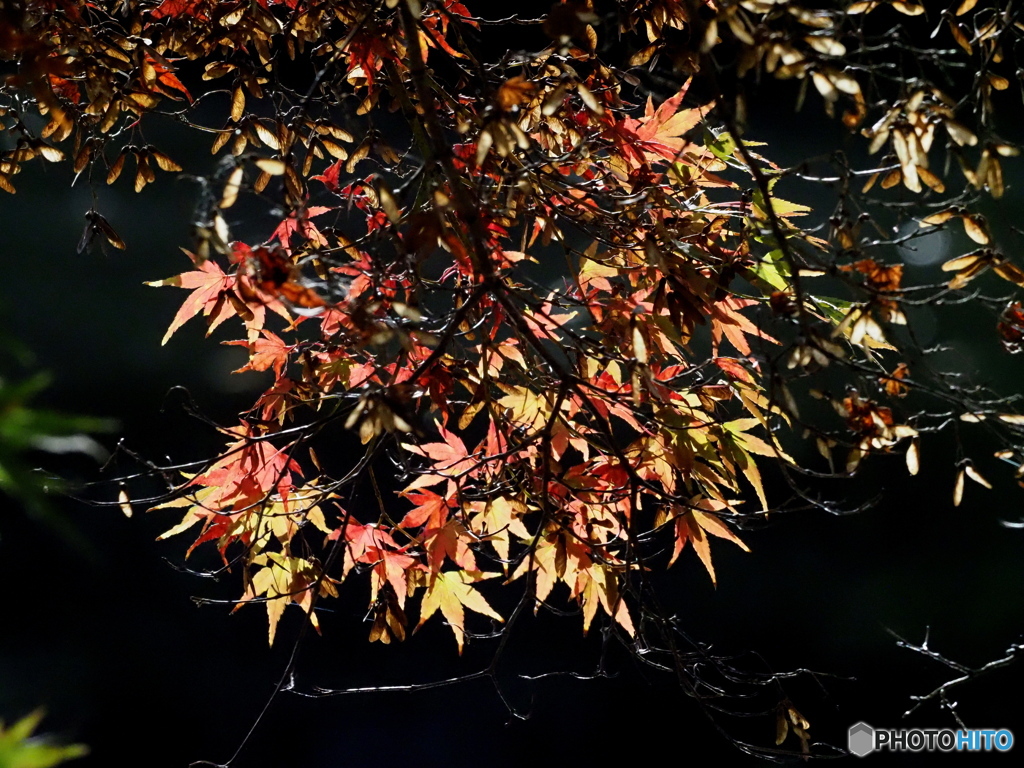 紅葉23-①